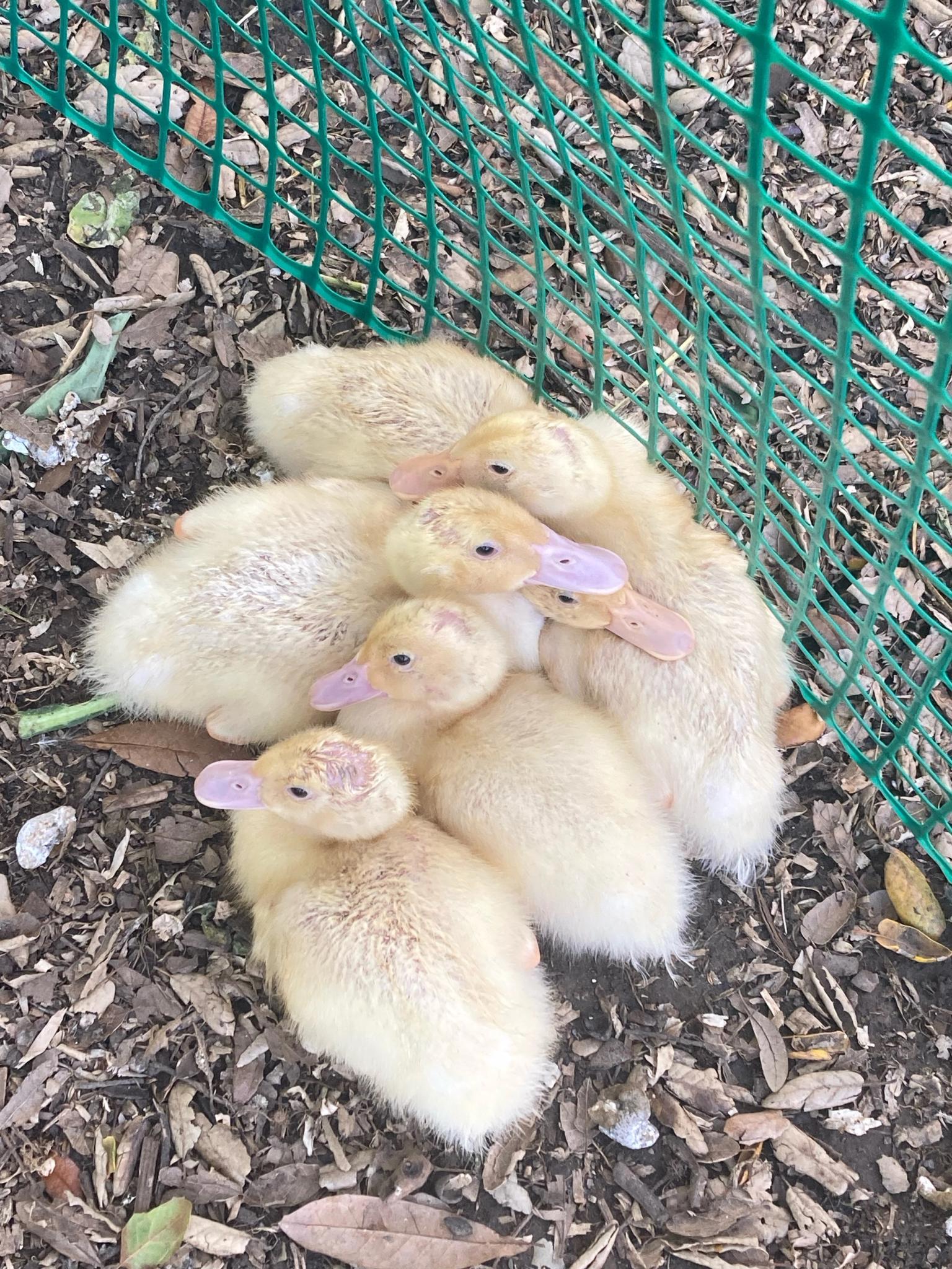 five baby ducklings cuddle together