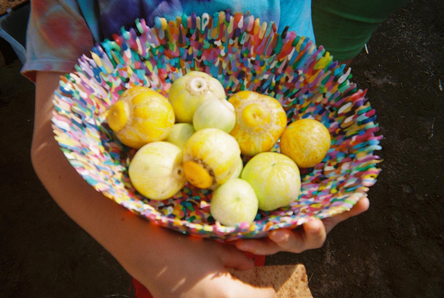 slightly grainy close up image of yellow lemon cucumbers in a rainbow colorful bowl, held in a child's arms