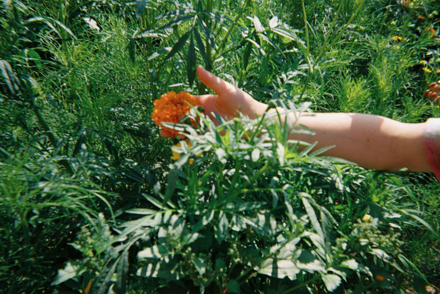 Light skin arm and hand reaching toward an orange marigold in the middle of green leaves