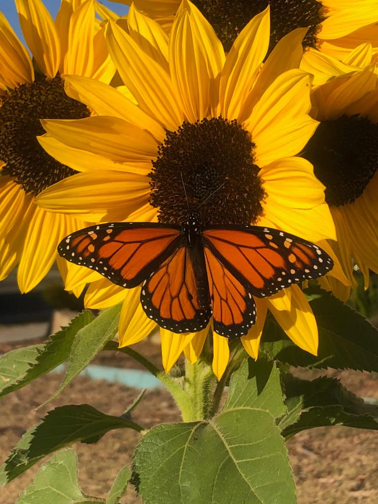 Close up image of an orange and black monarch butterfly on the brown center of a yellow sunflower with a dark brown center and golden yellow petals