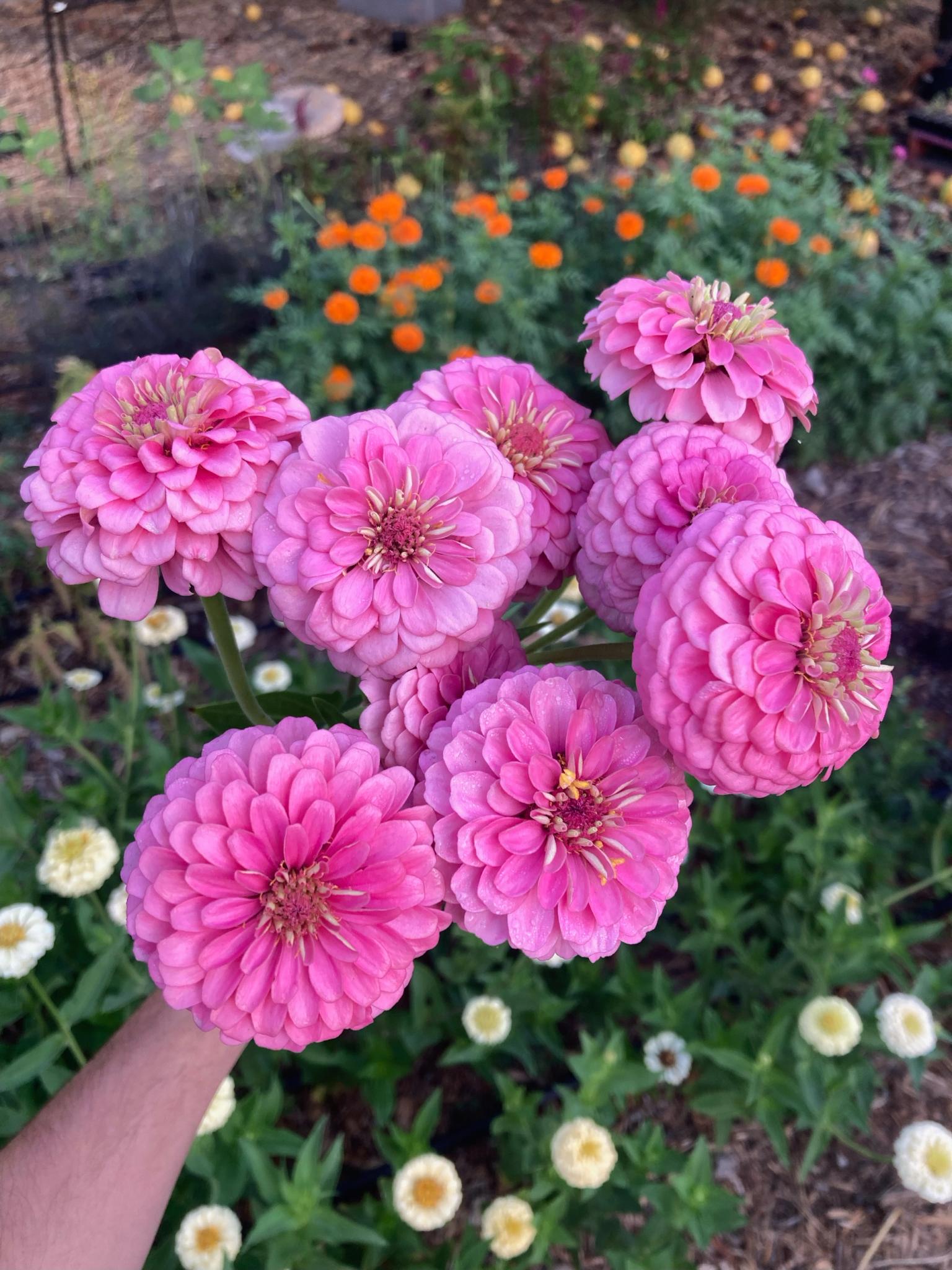 a hand holding ten pink zinnias with rows of orange and cream colored flowers in the background