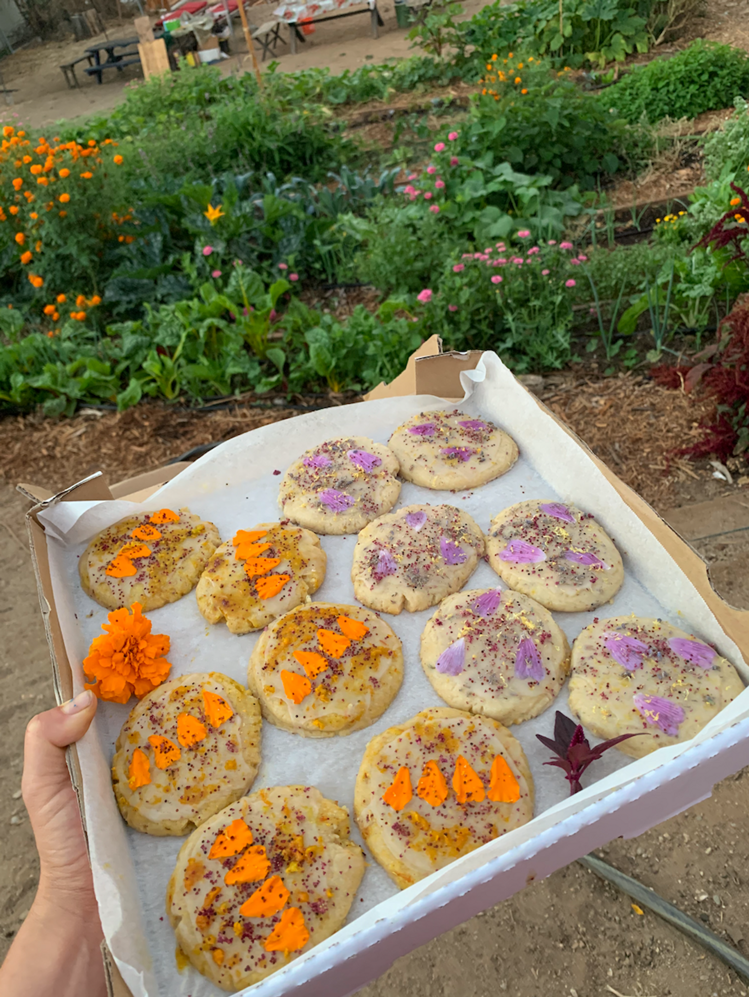 a tray of shortbread cookies decorated with flower petals, held in front of the farm