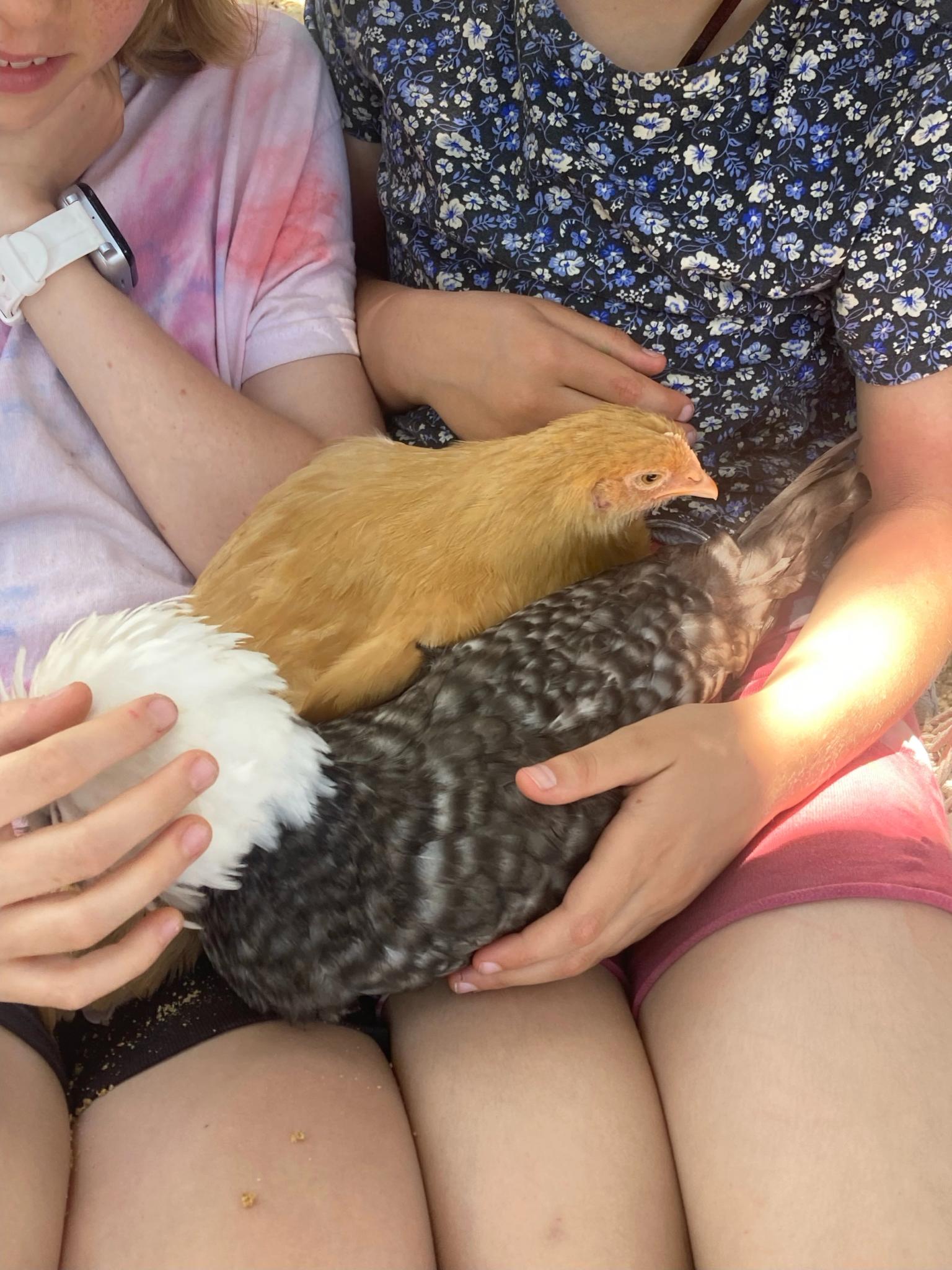 Two chickens sit in the laps of two children