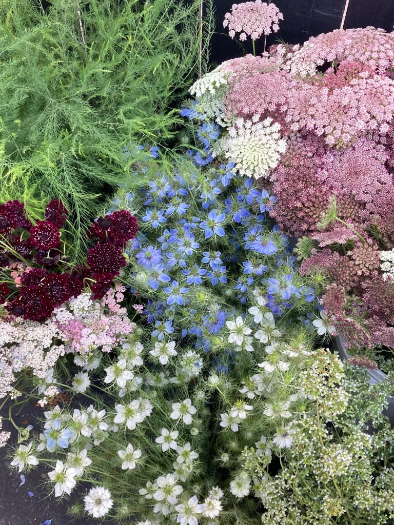 Looking down at buckets of blue, white, maroon and green flowers and foliage