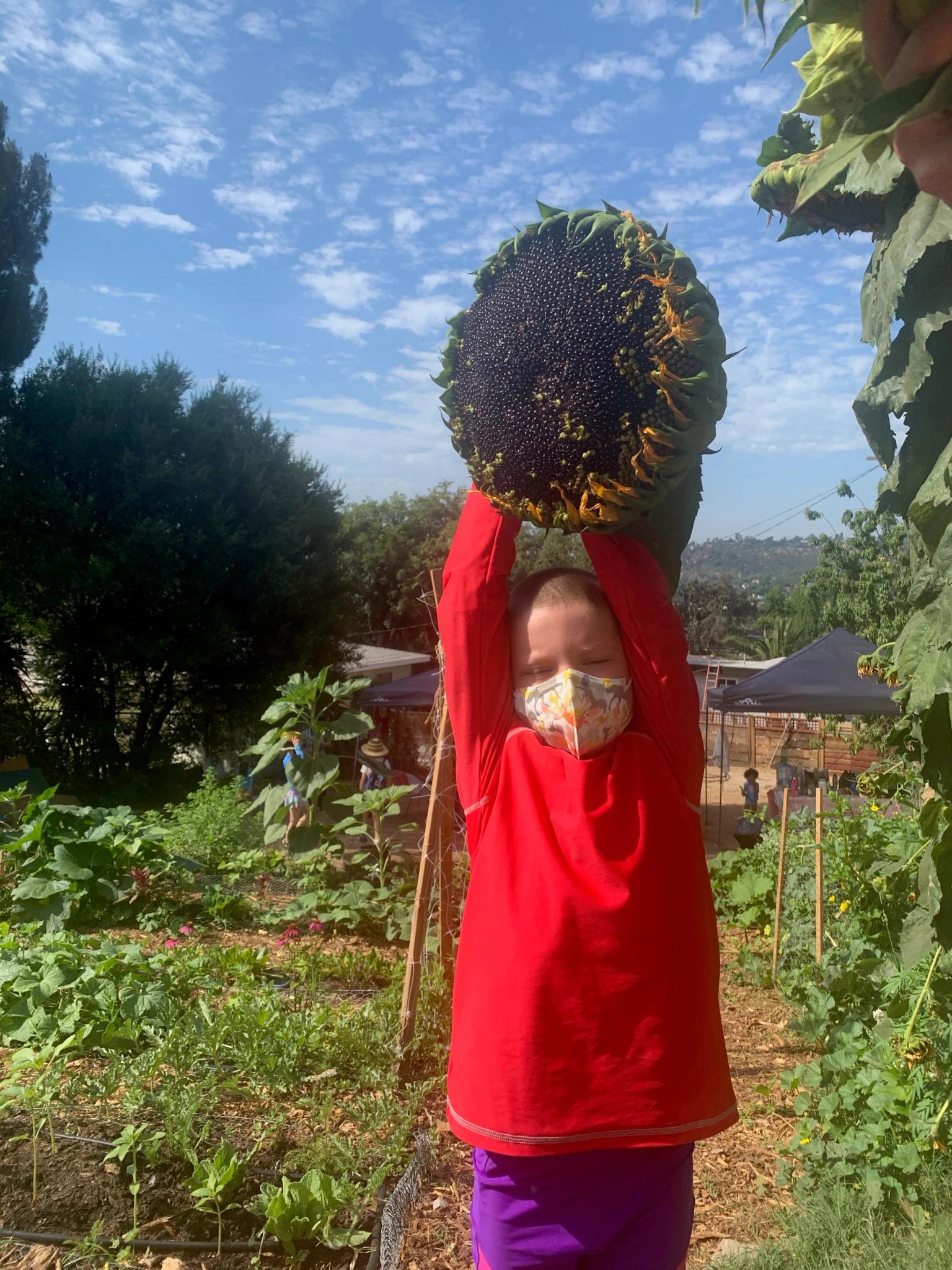 child wearing a red shirt and mask holds a large sunflower head full of seeds over their head