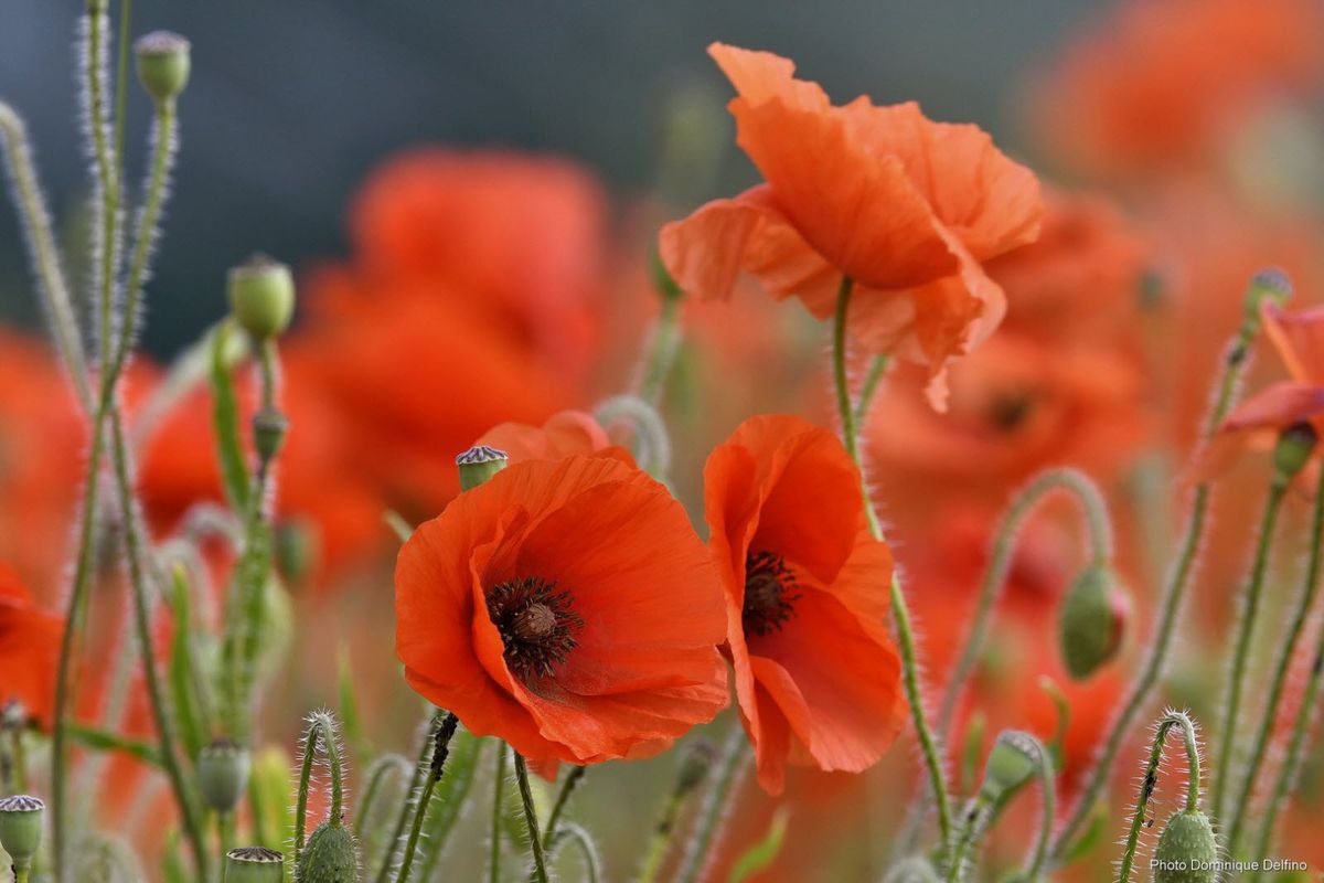 les fleurs de nolde