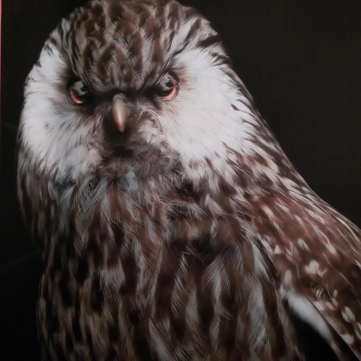 Fiona Pardington. Whékau,laughing awl, ninox albifacies,adult mâle. musée de new Zeland