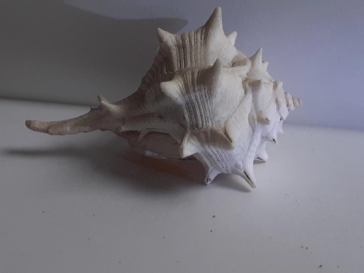 coquillage 2