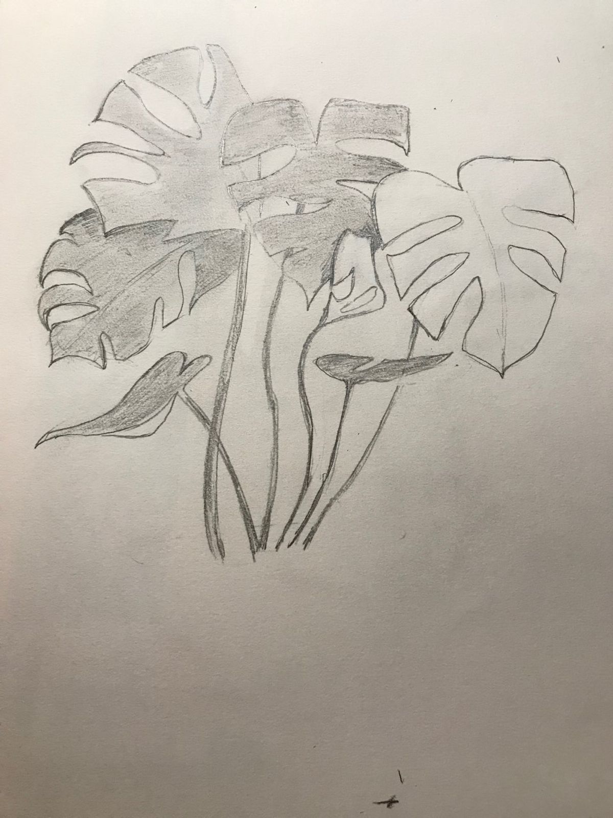 philodendrons