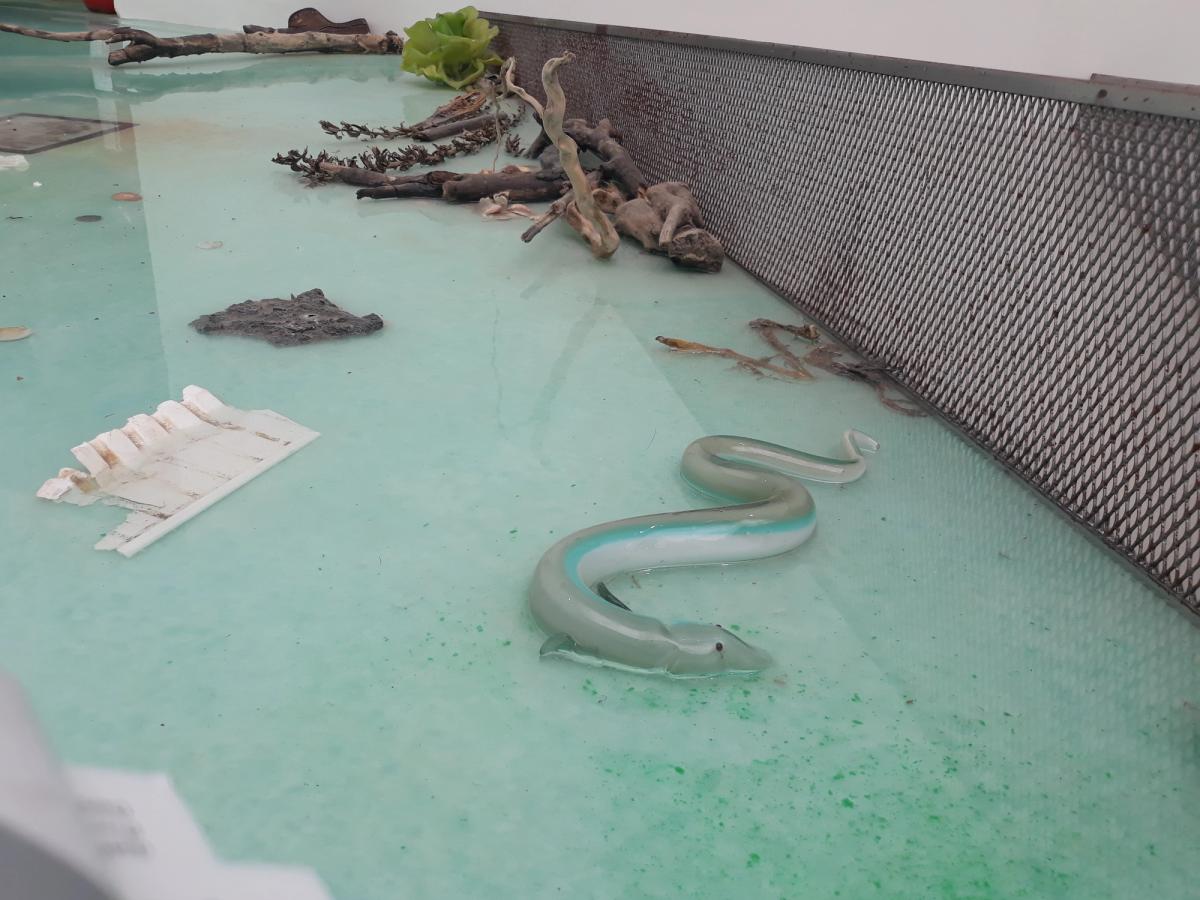 biennale de Venise 10 avril jusqu’au 24 novembre 2019 exposition principale aux Giardini et à l’Arsenale