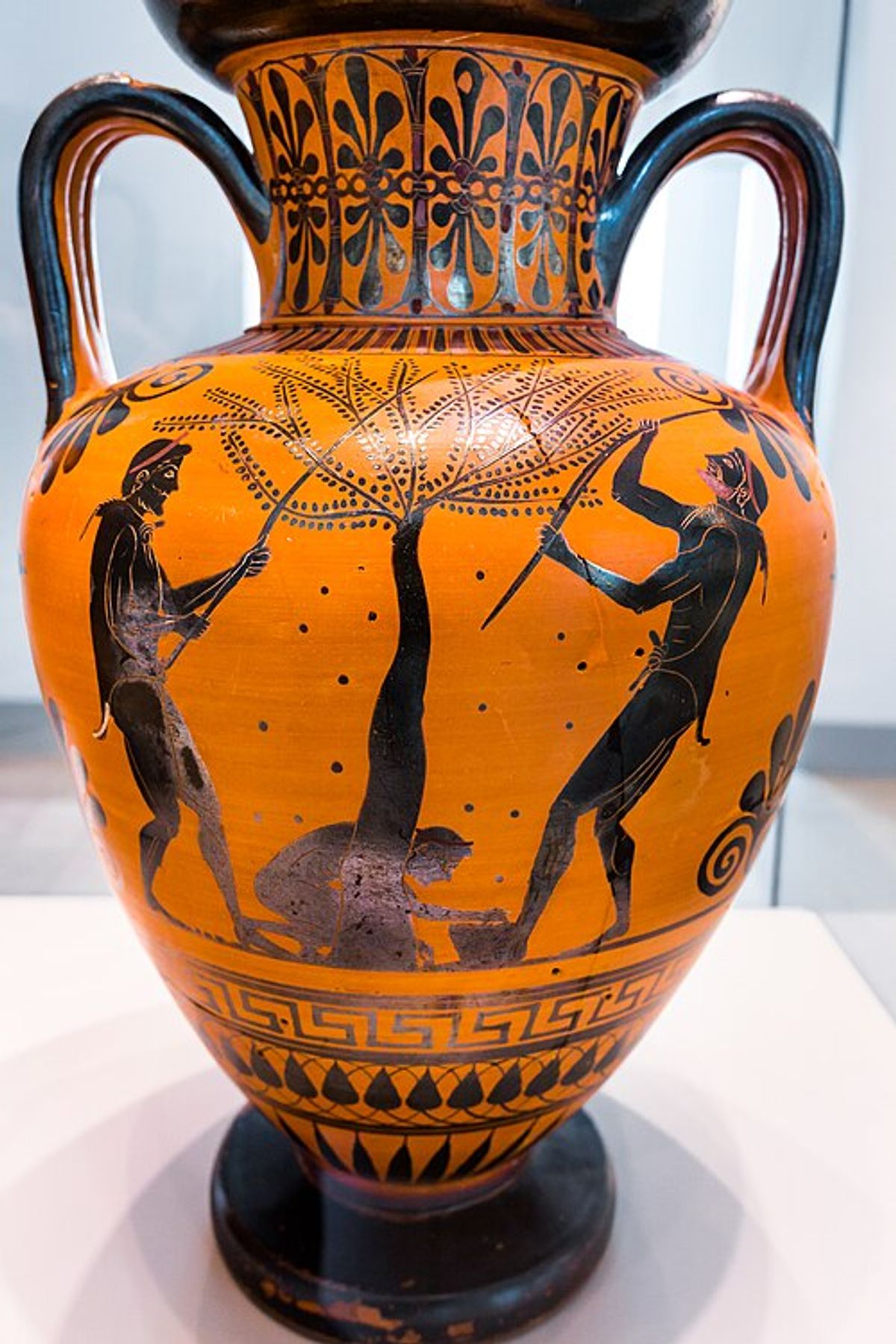 La cueillette des olives. Peintre d'Antiménès. Amphore à col, diamètre 41 cm. Archaïque final, vers 520-510. Altes Museum, Berlin