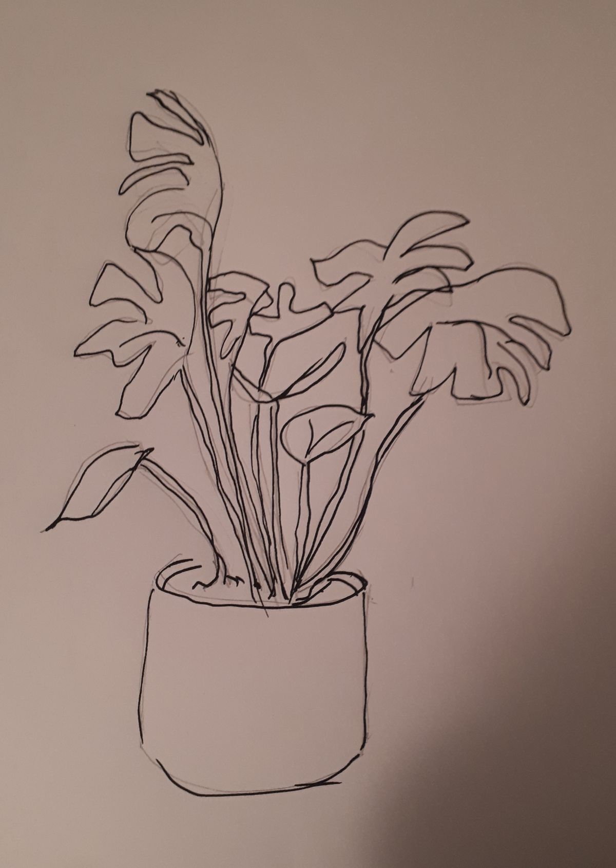 philodendrons
