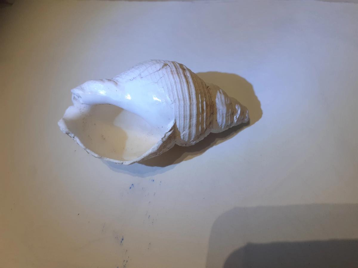 coquillage 1