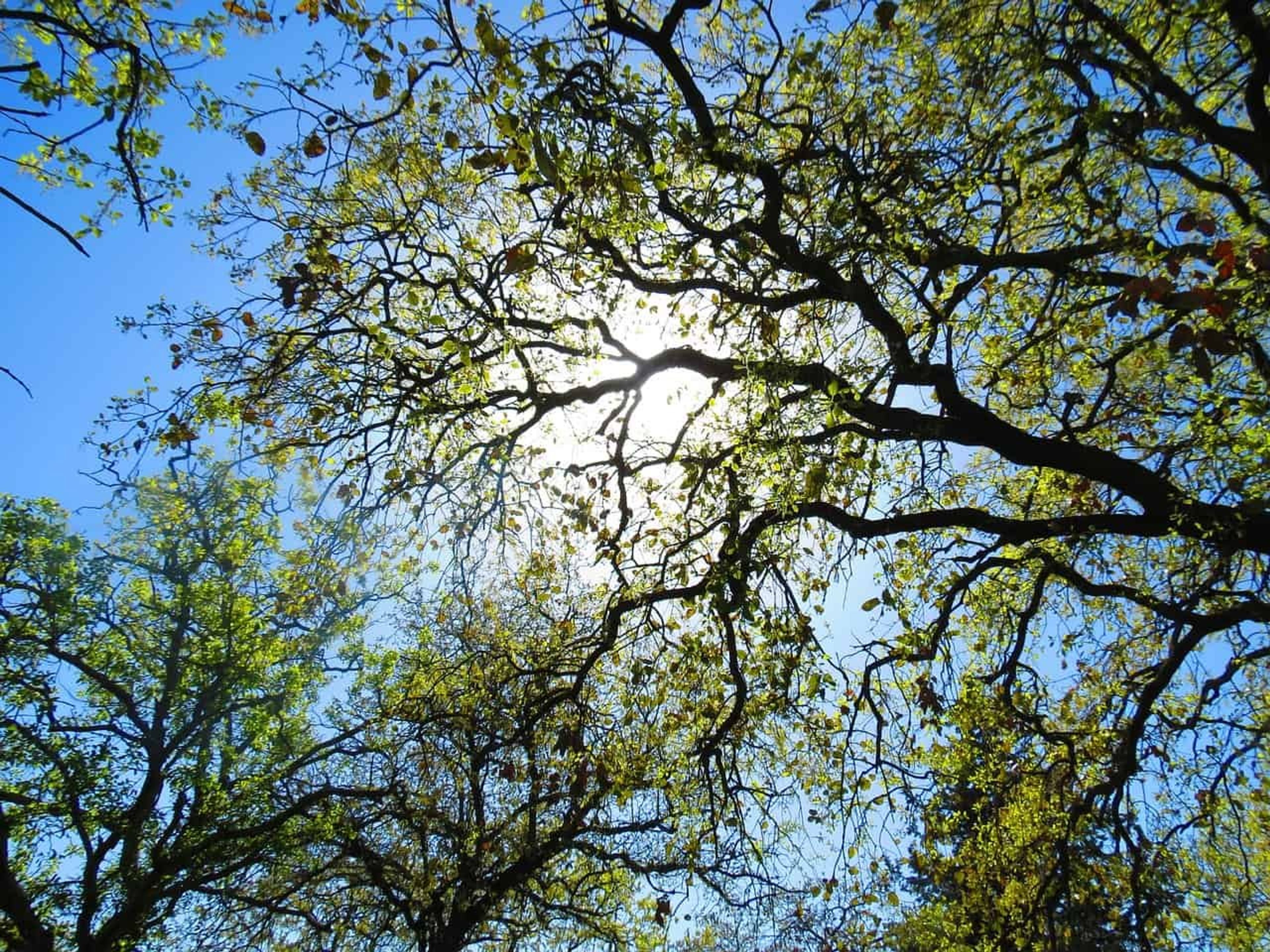 tree 2131098 1280