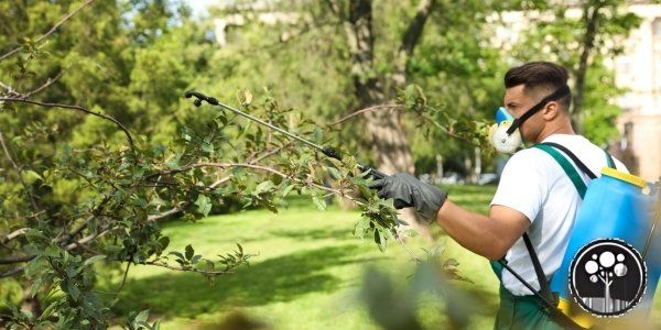 arborist vancouver aesthetic tree service