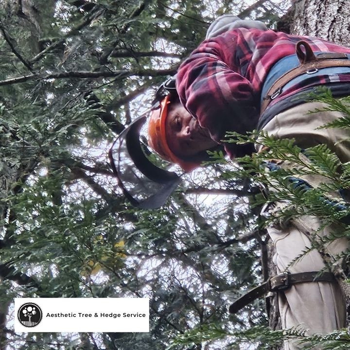 arborist canopy pruning safety harness vancouver — Richmond tree trimming