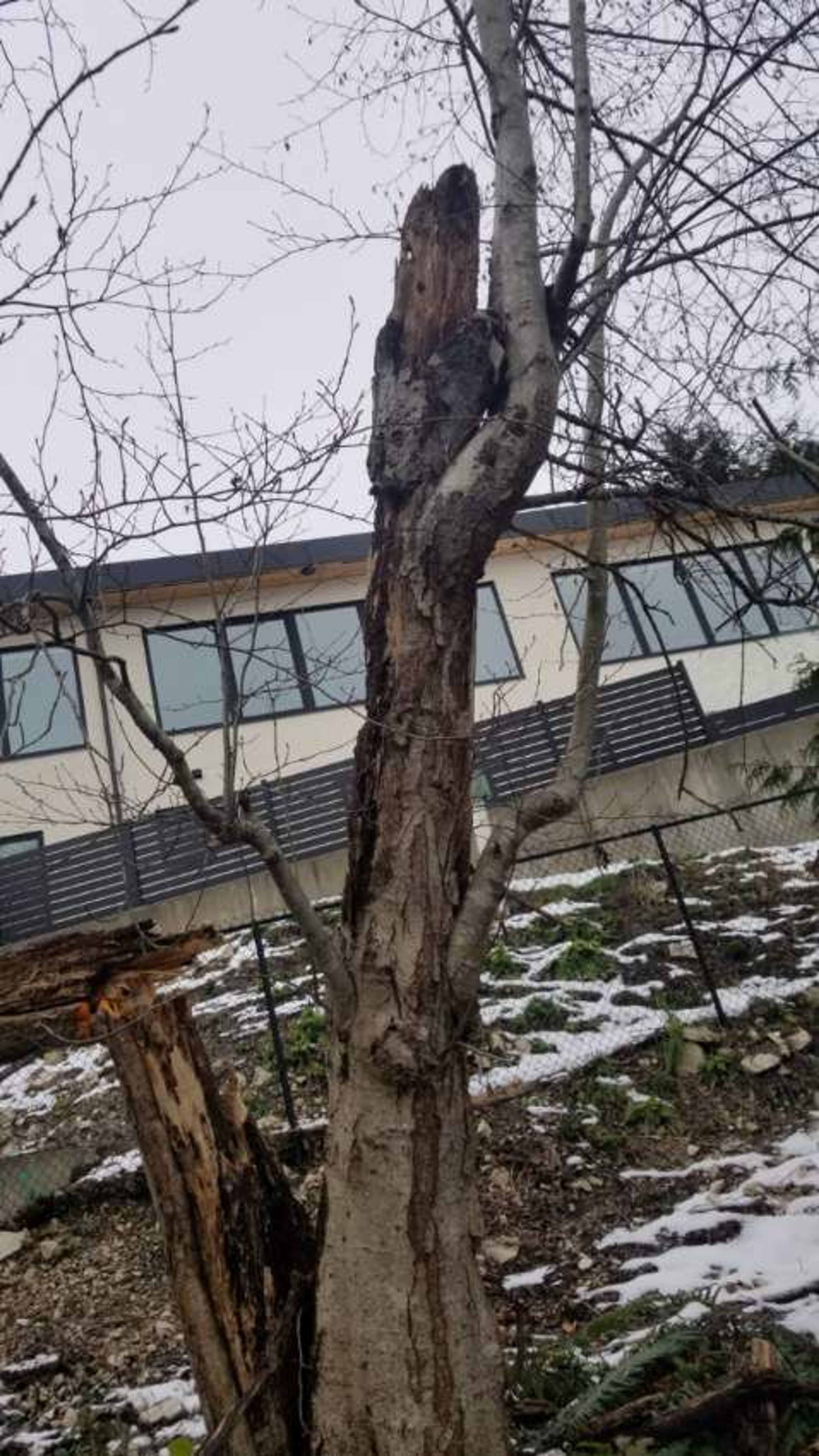bracket fungus tree base vancouver — tree hollow assessment Vancouver