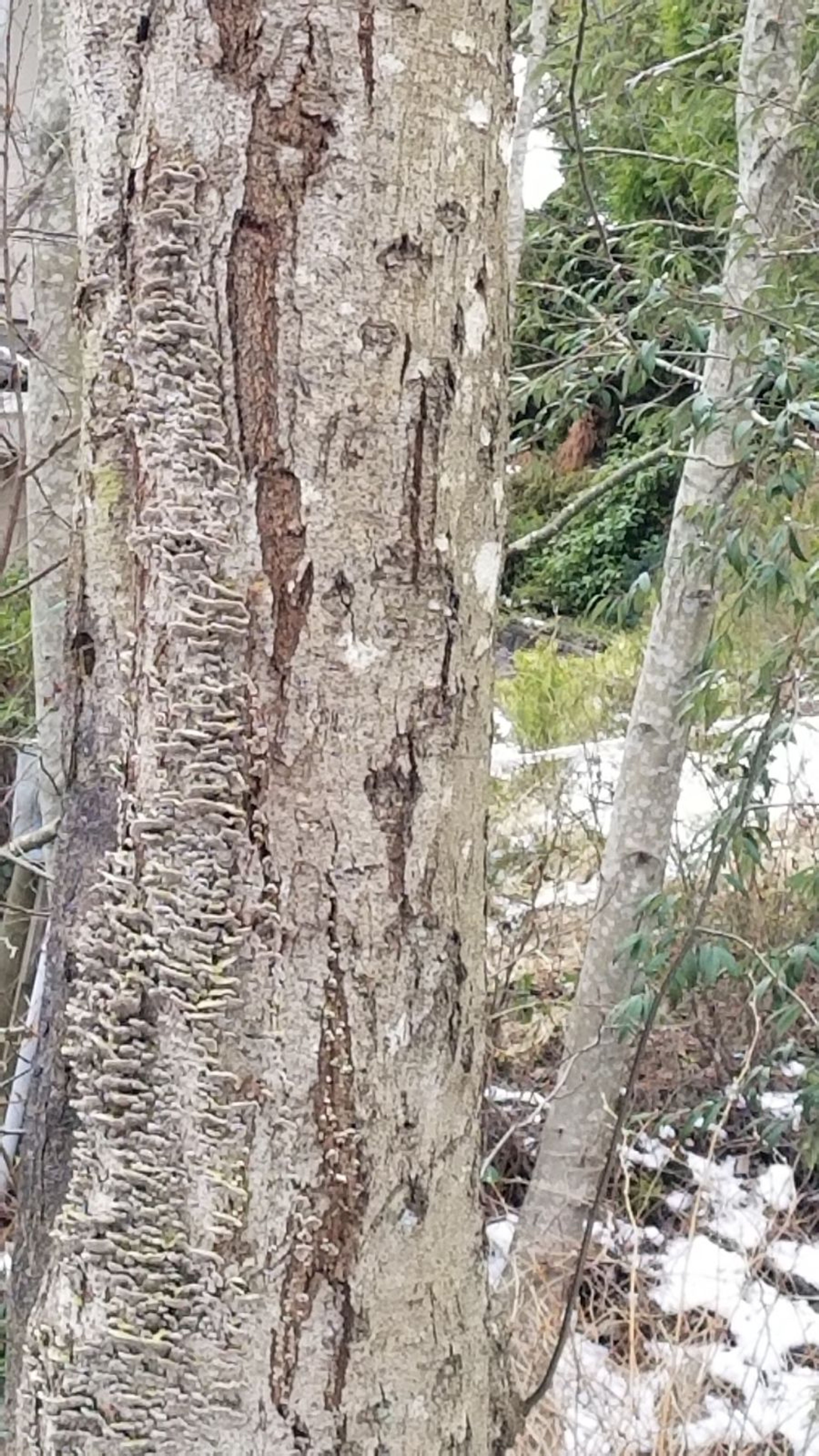 arborist report tree disease vancouver — protecting trees from heat stress Vancouver