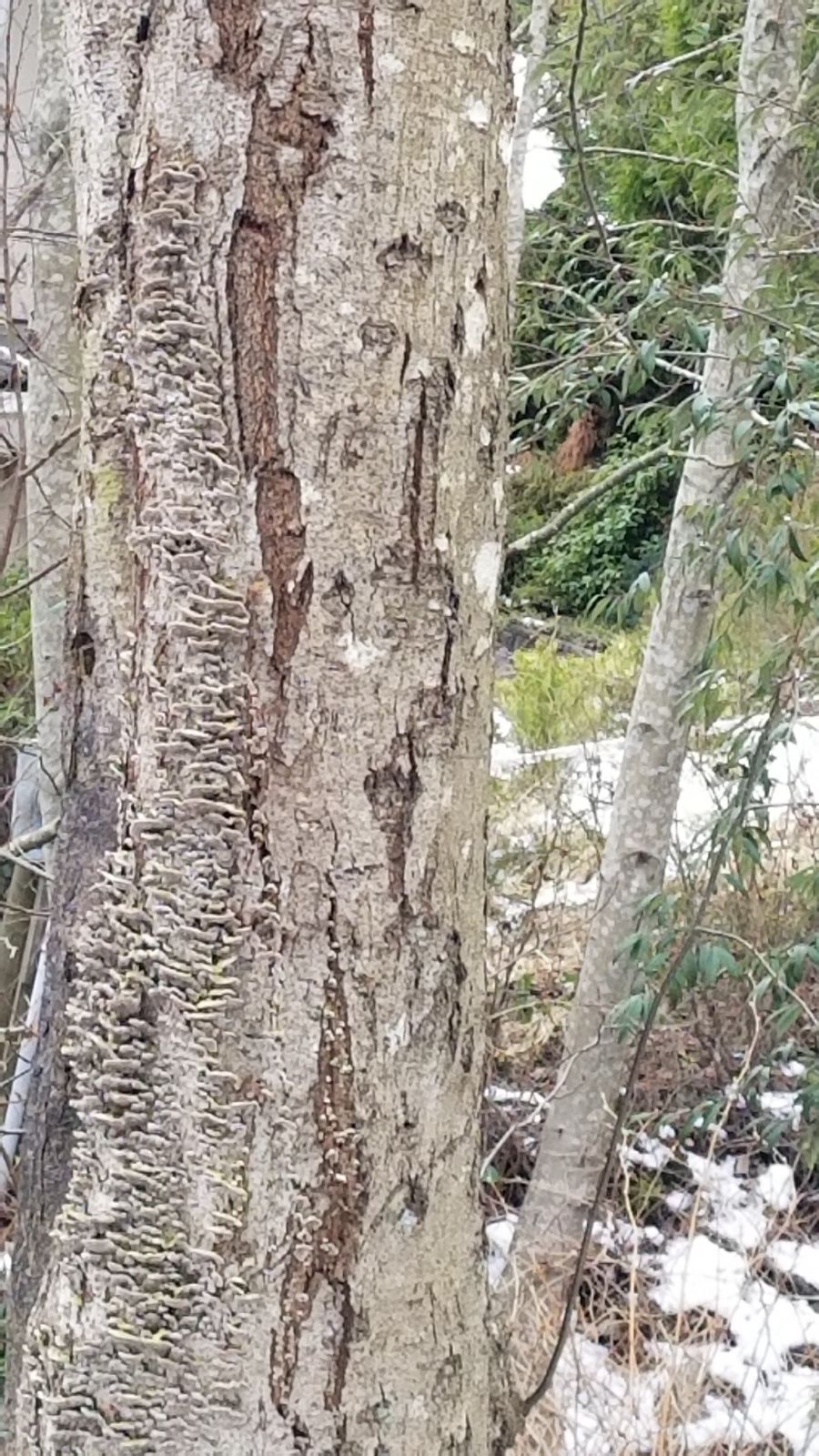 arborist report tree disease vancouver — protecting trees from heat stress Vancouver