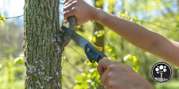 vancouver prune trees with aesthetic tree