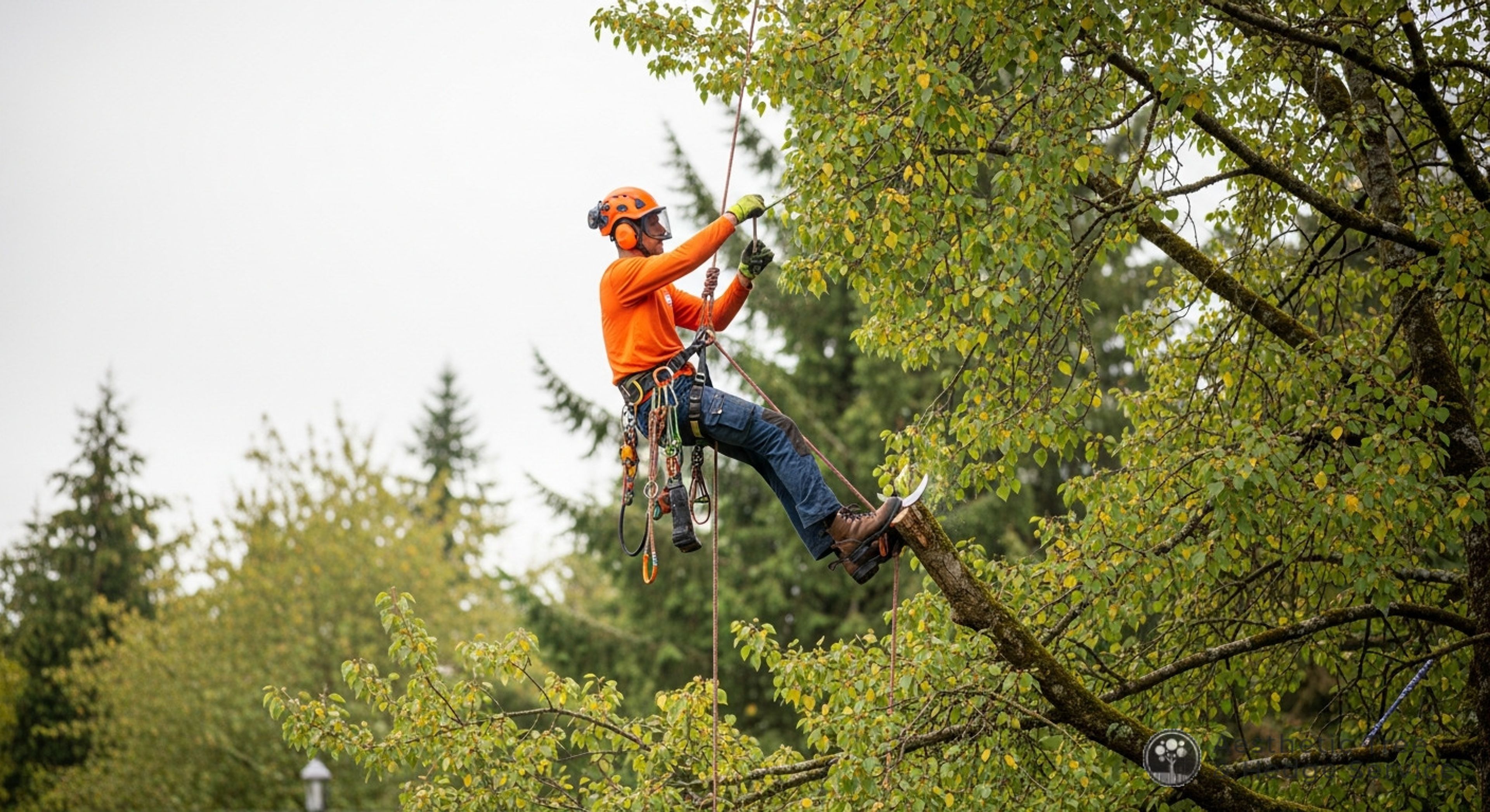 Hedge Trimming Best Practices for Vancouver Homeowners — AestheticTree