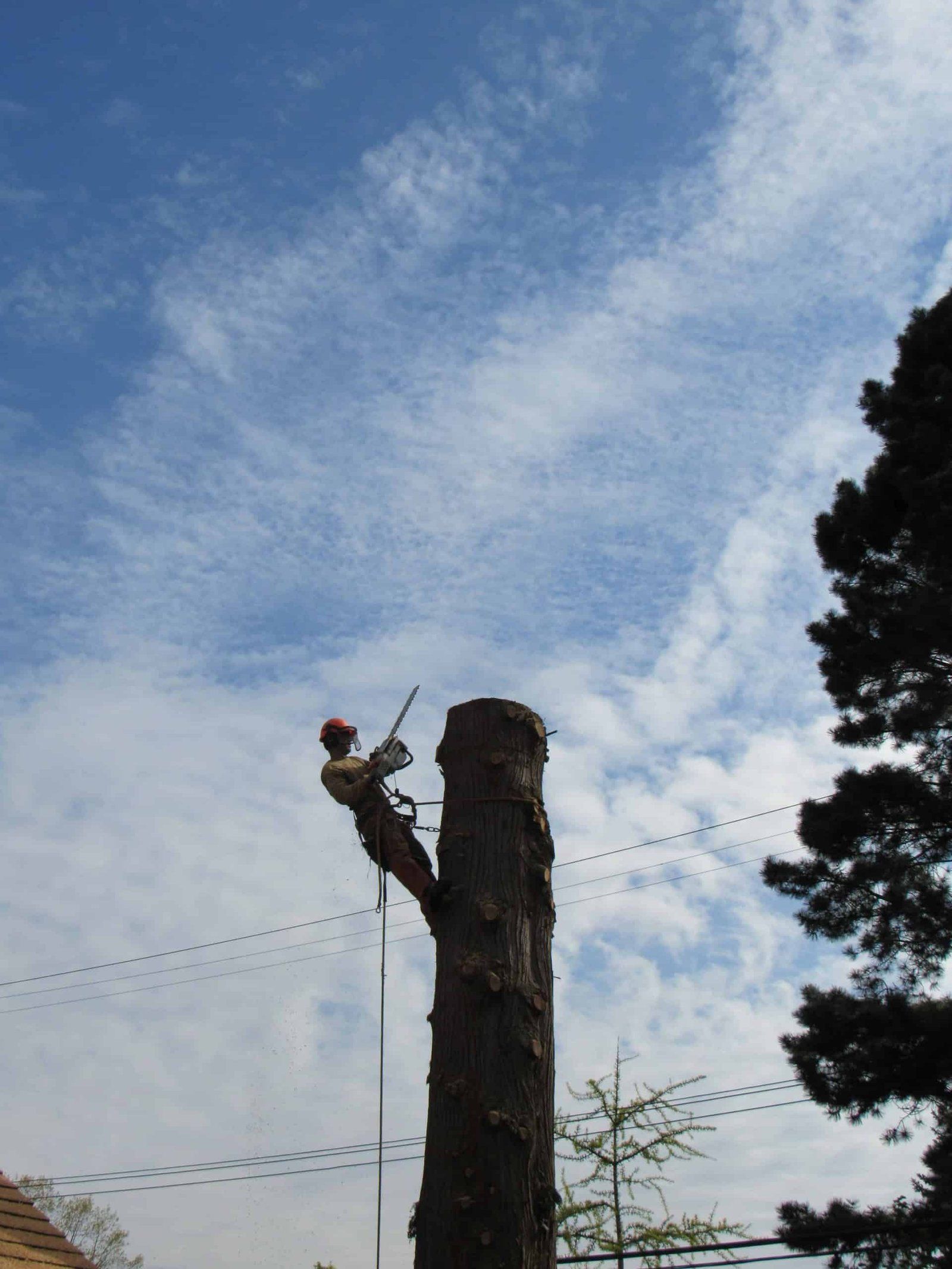 tree removal north vancouver scaled