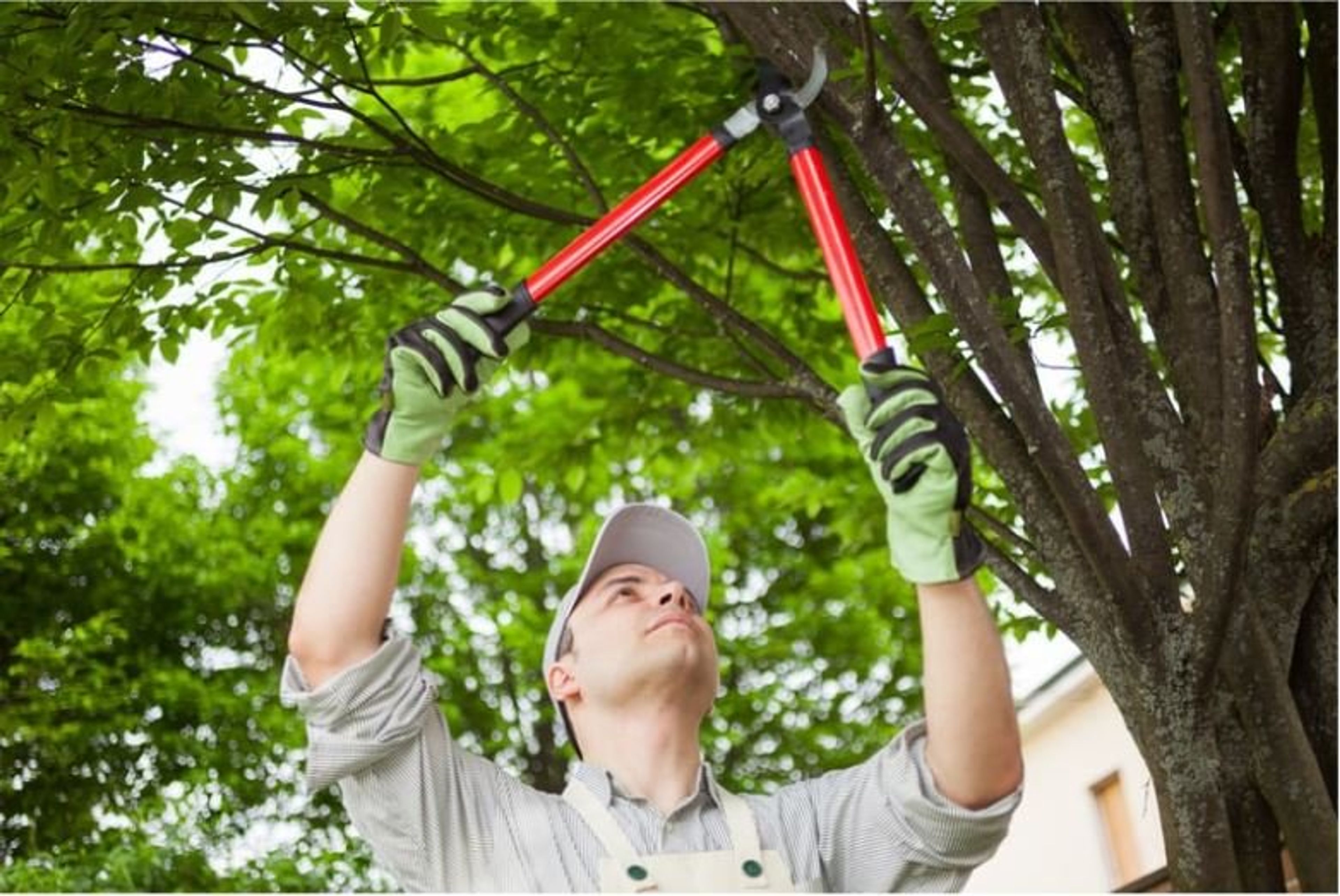 What Are the Best Practices for Hedge Trimming to Ensure Healthy Growth and Aesthetic Appeal?