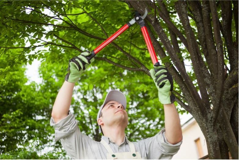 What Are the Best Practices for Hedge Trimming to Ensure Healthy Growth and Aesthetic Appeal?