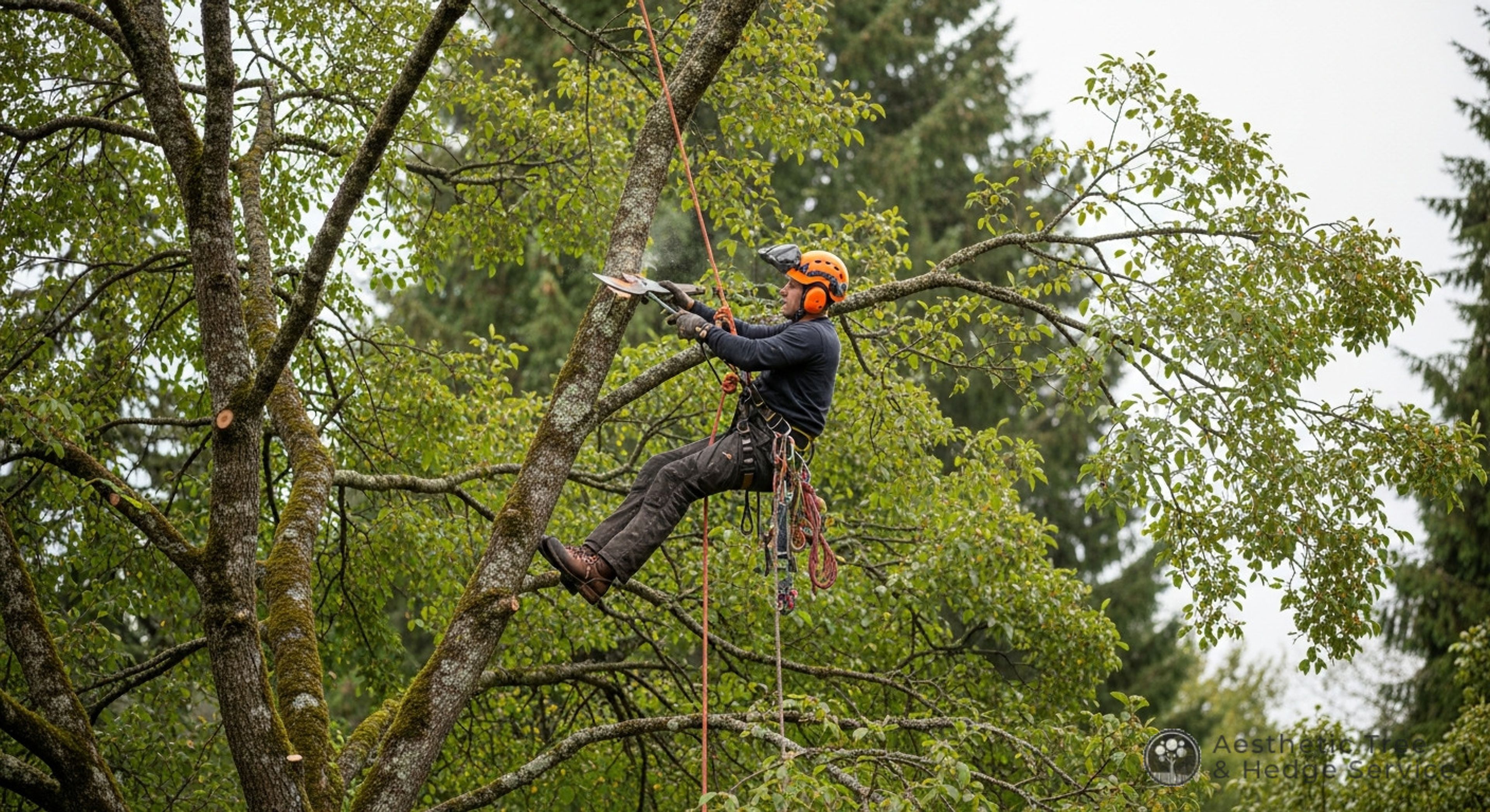 The Complete Tree Care Service Vancouver Homeowners Call First — AestheticTree