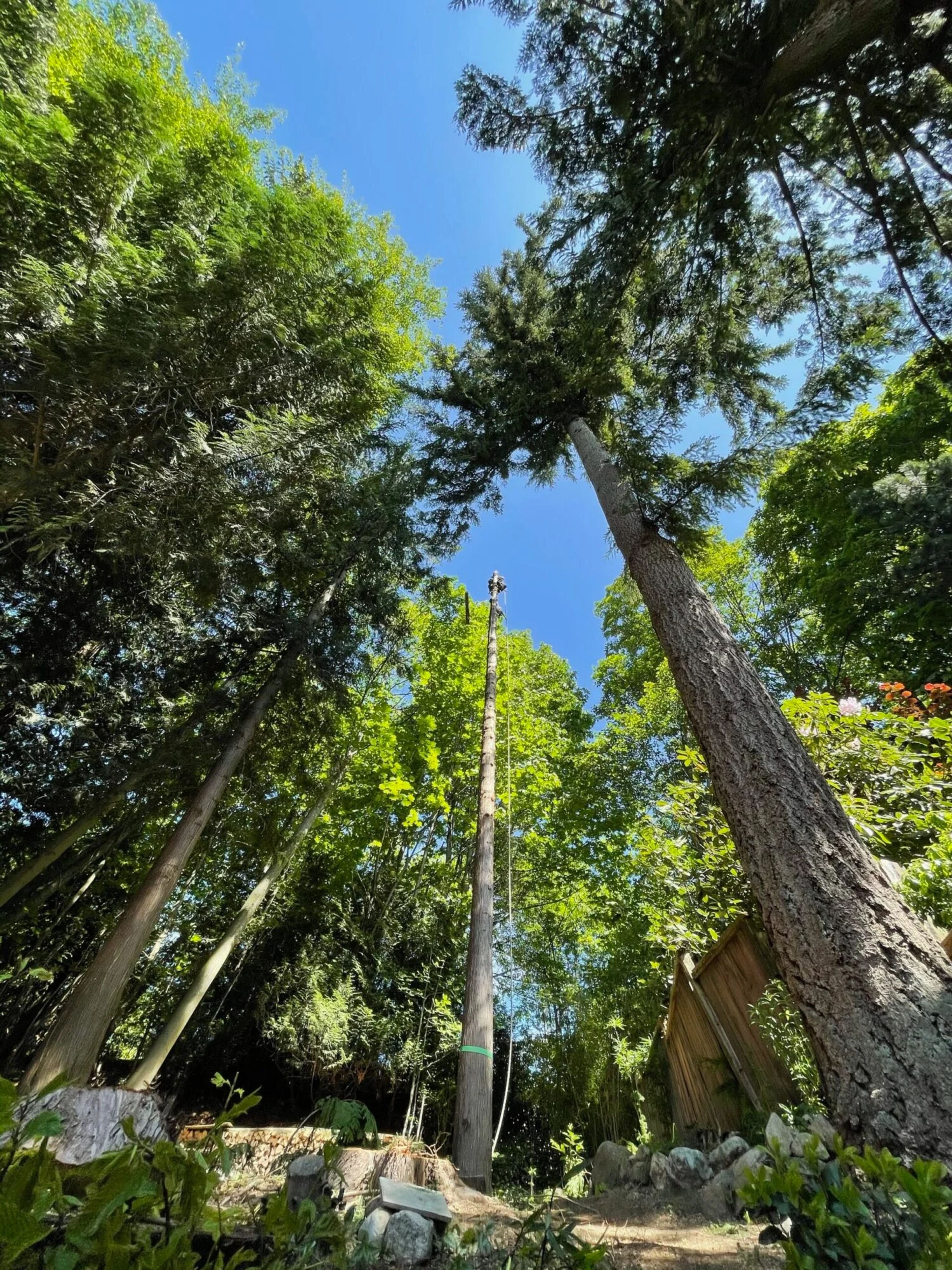 high hazard cedar removal vancouver residential — Fiber Company Caused Spruce Removal — Is It Worth Pursuing?