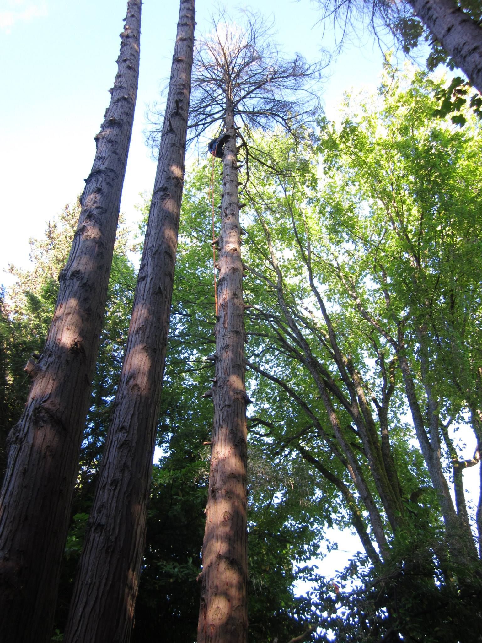 tall snag dead trees removal vancouver — Fiber Company Caused Spruce Removal — Is It Worth Pursuing?