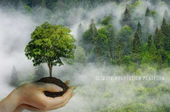 Role of Trees