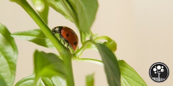 arborist vancouverr tree care service