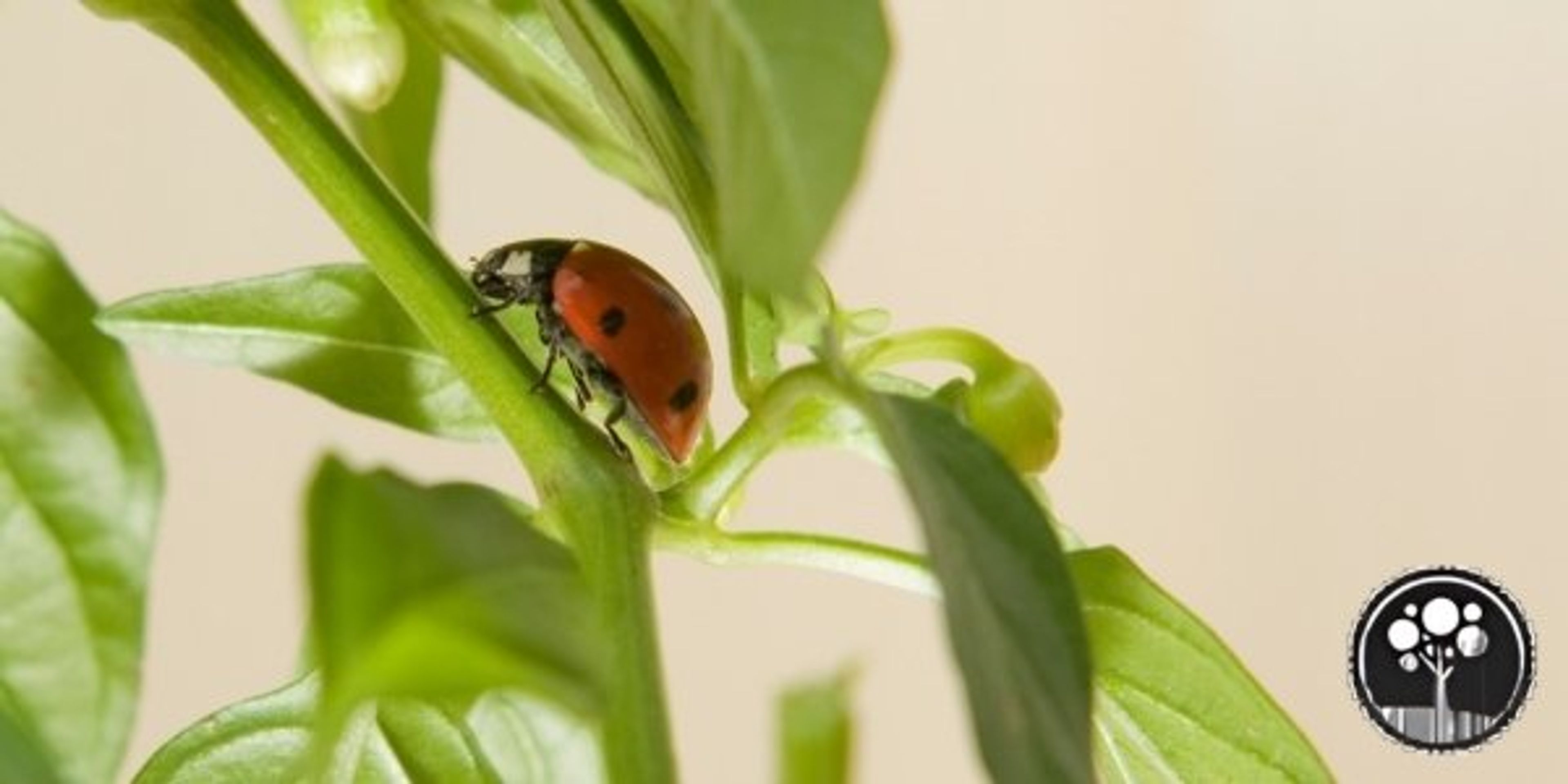 arborist vancouverr tree care service