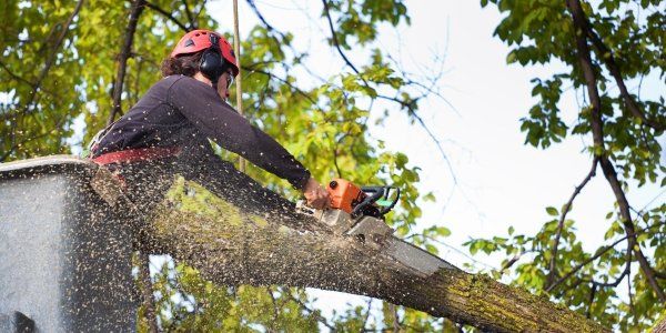 vancouver tree services