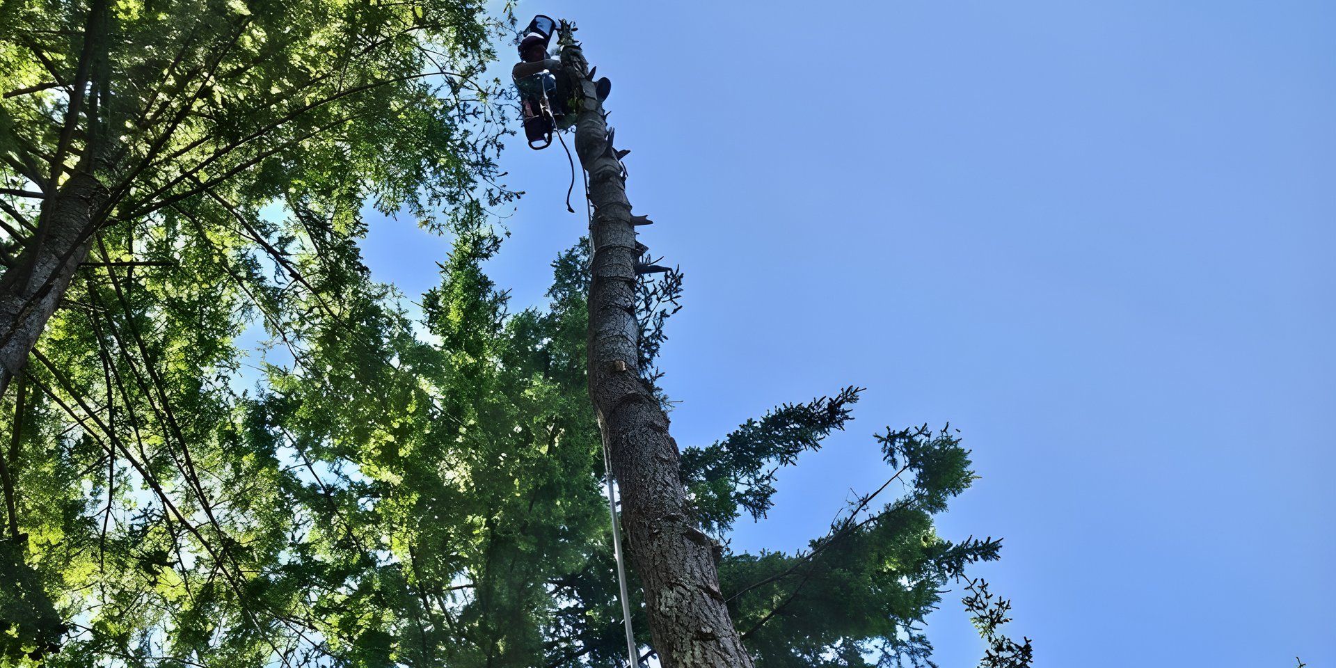 arborist high climb fir tree removal vancouver — tree removal Vancouver