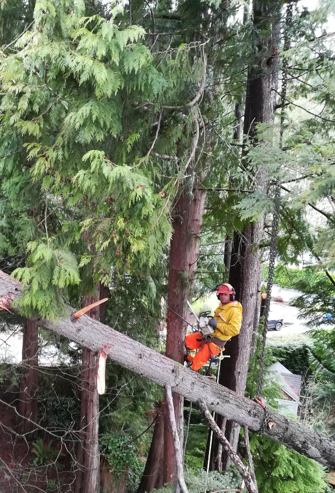 arborist cedar climbing safety gear vancouver — arborist jobs Vancouver