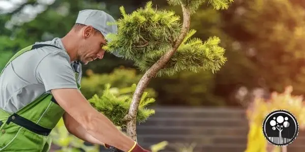 arborist vancouver