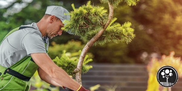 arborist vancouver