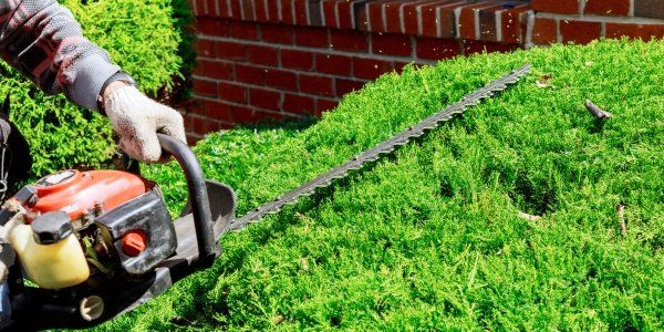 vancouver tree service | aesthetic tree