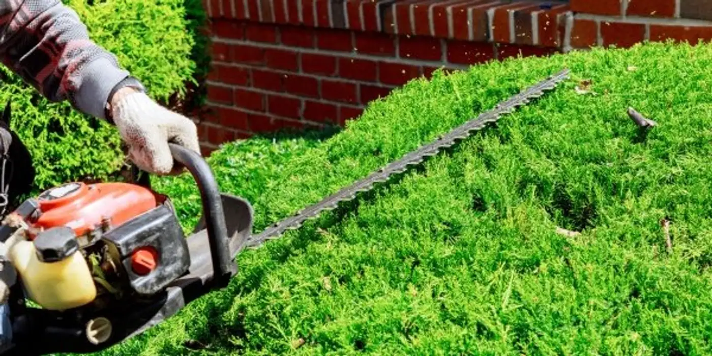 vancouver tree service | aesthetic tree