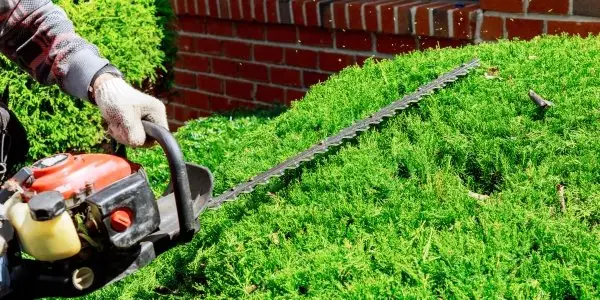 vancouver tree service | aesthetic tree