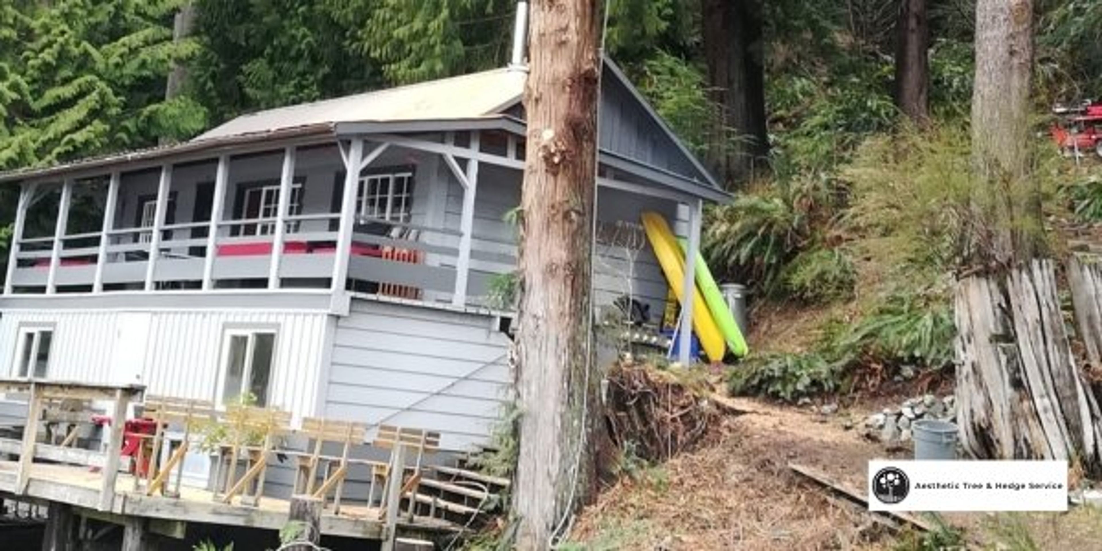 Which Plants and Shrubs Are Ideal for Landscaping Beginners arborist vancouver guide