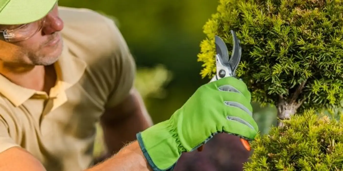 vancouver tree pruning service | aesthetic tree