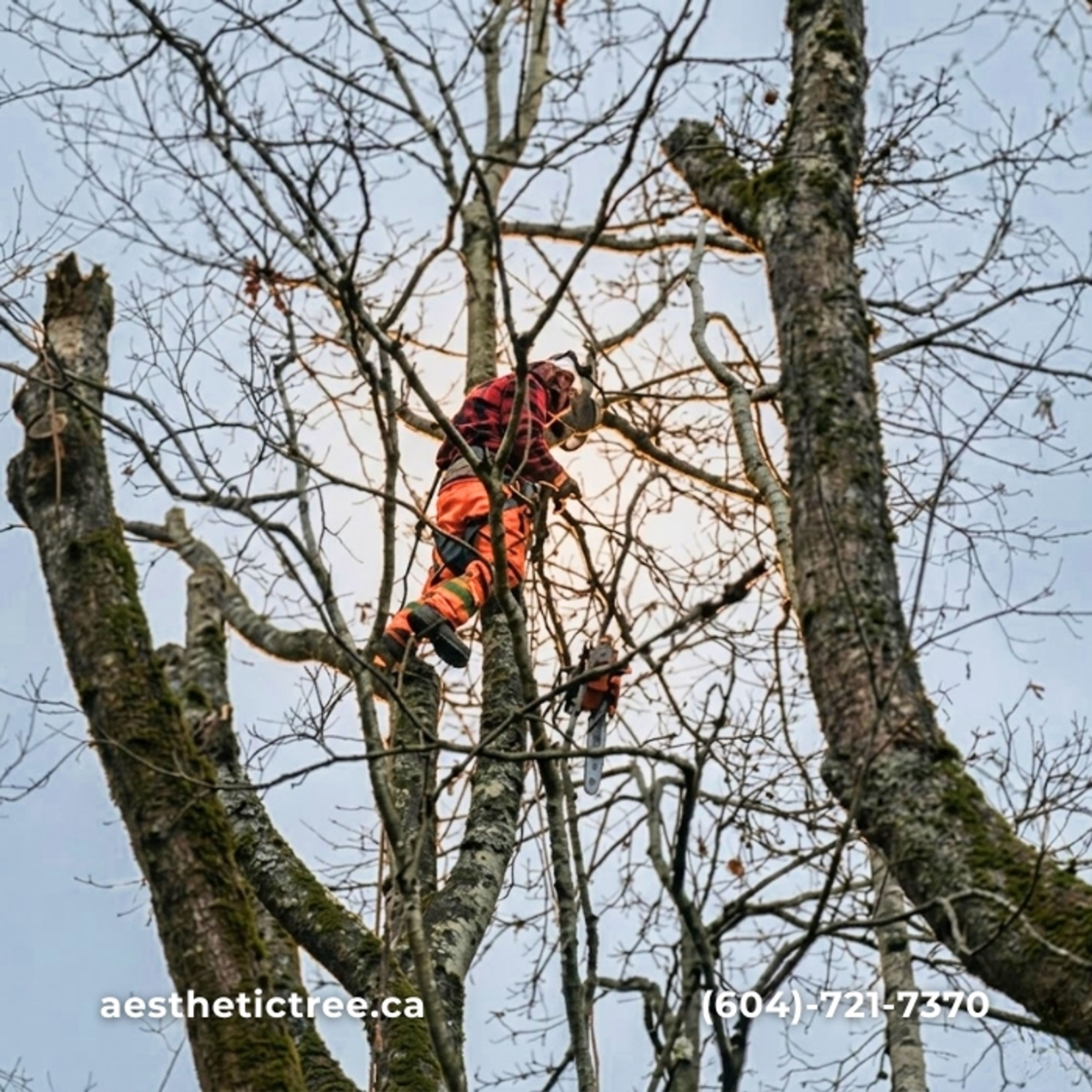 arborist high climb orange gear vancouver — arborist work in British Columbia