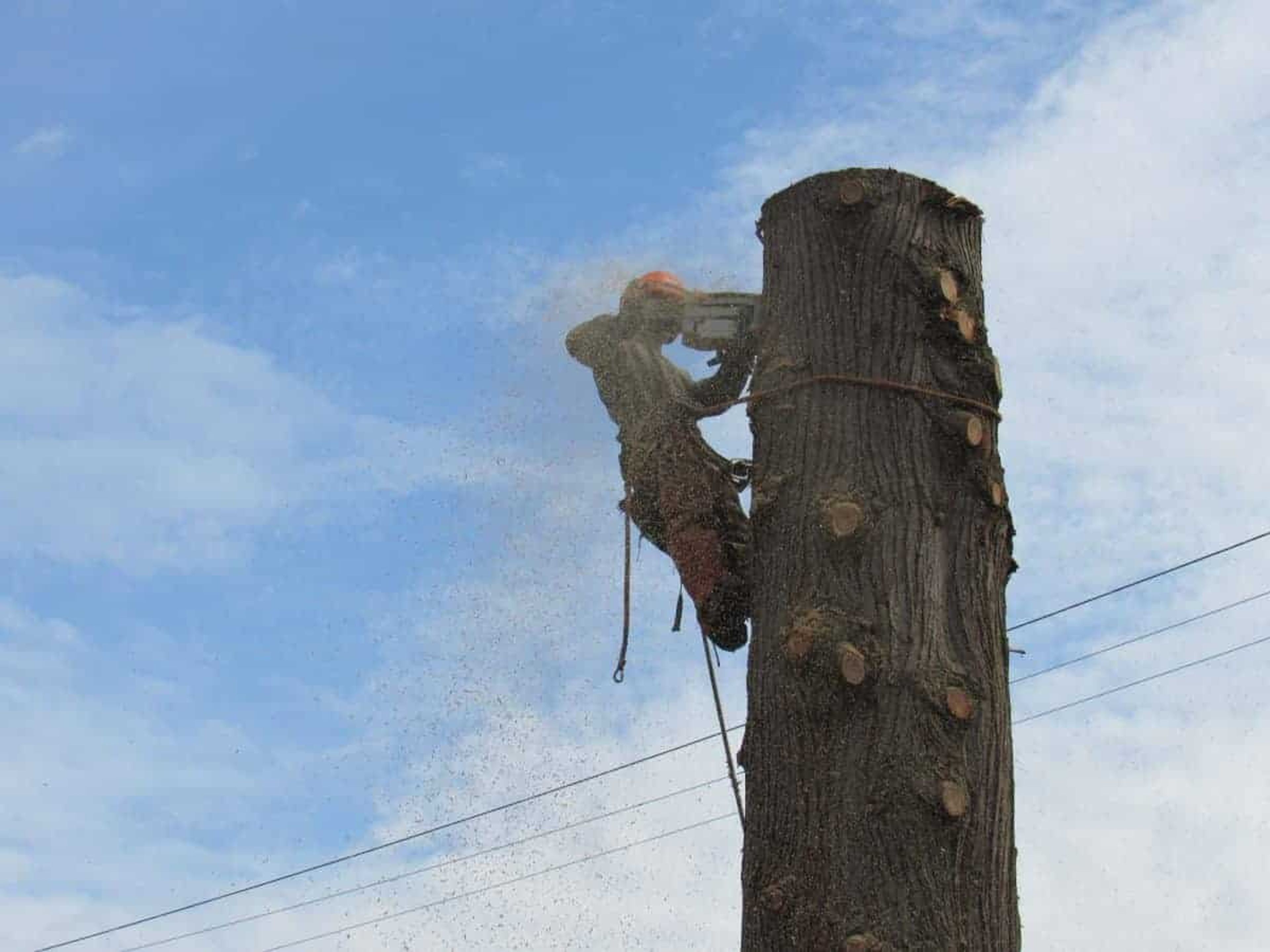 vancouver tree services