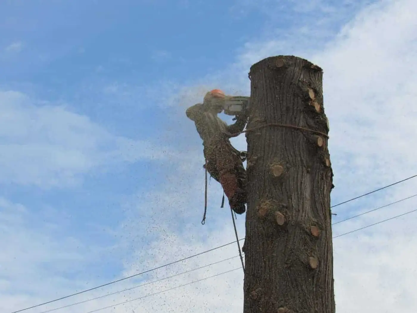 vancouver tree services