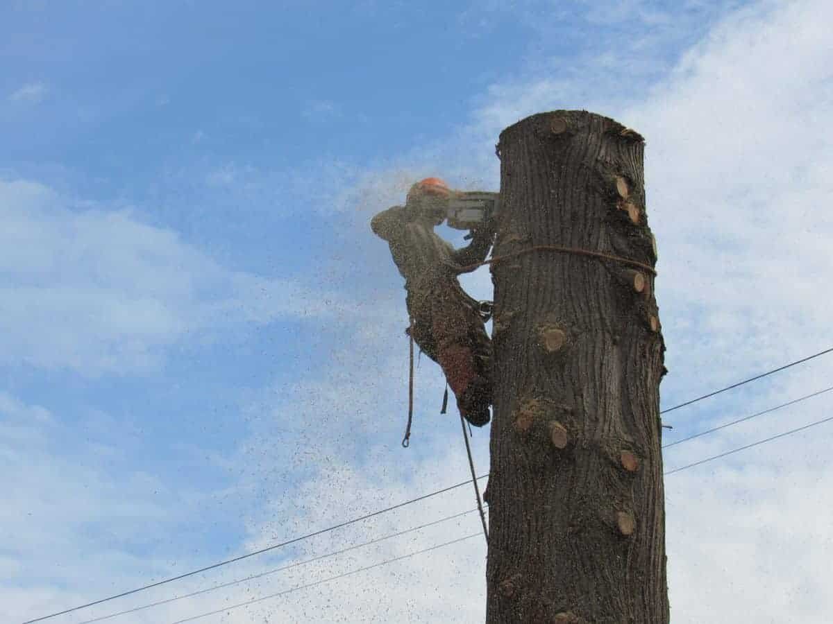 vancouver tree services