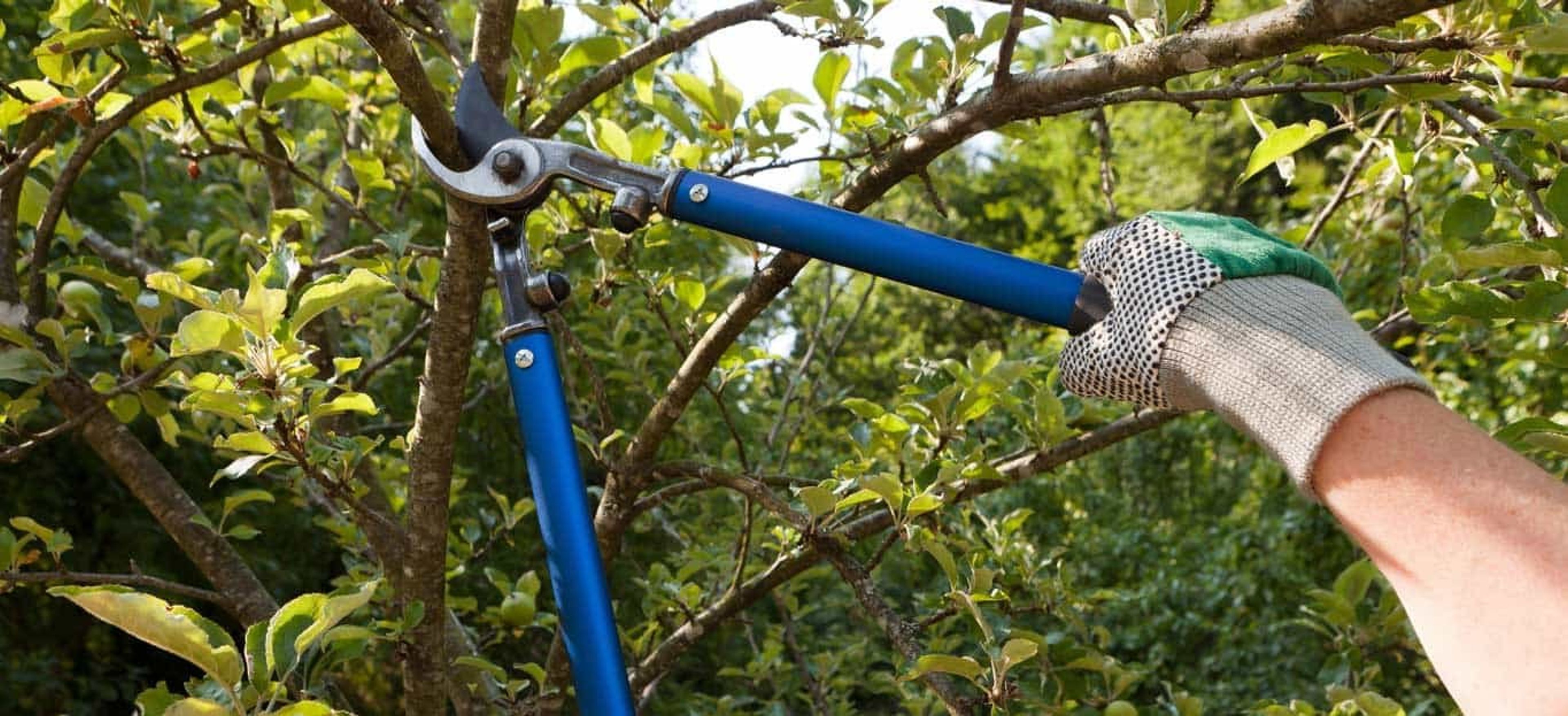 tree pruning