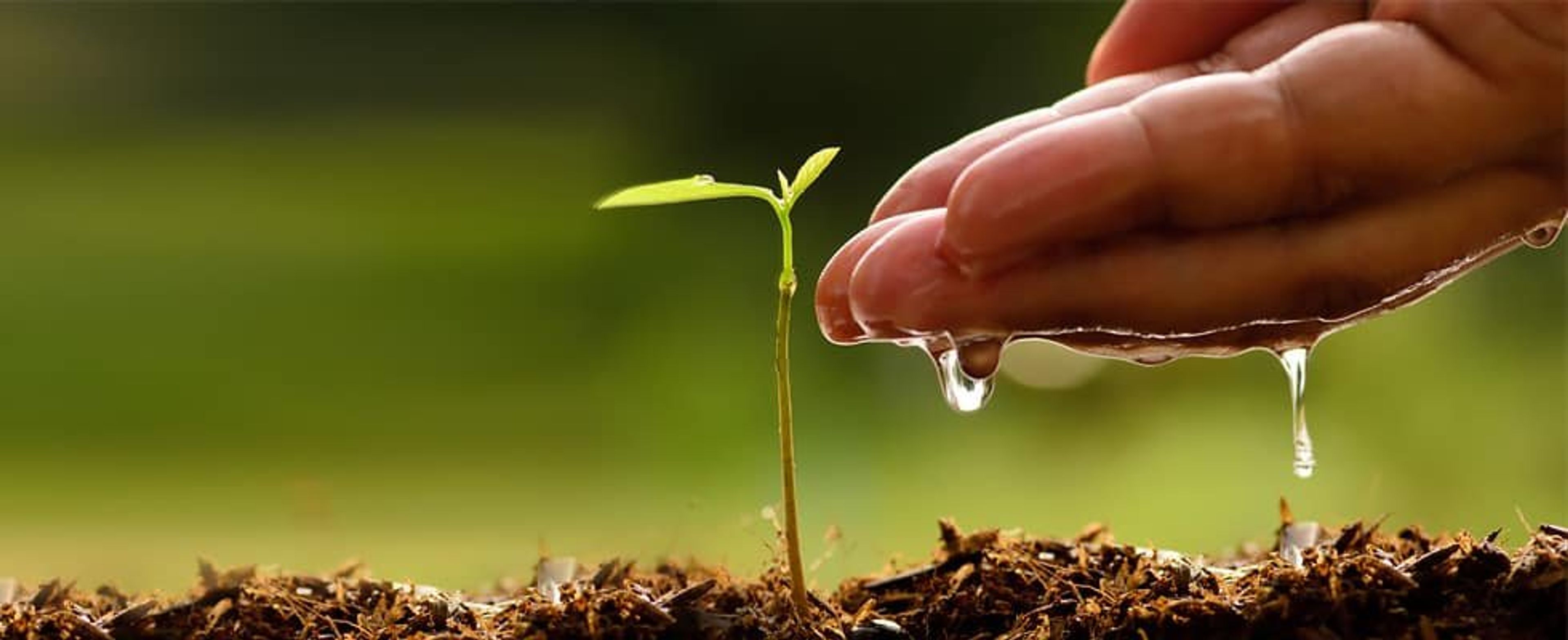 tree planting